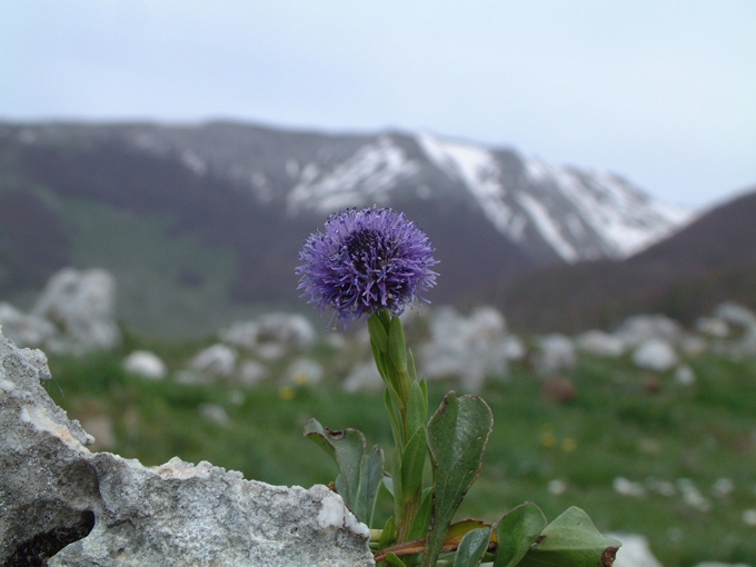 Globularia bisnagarica (=Globularia punctata) / Vedovelle dei prati